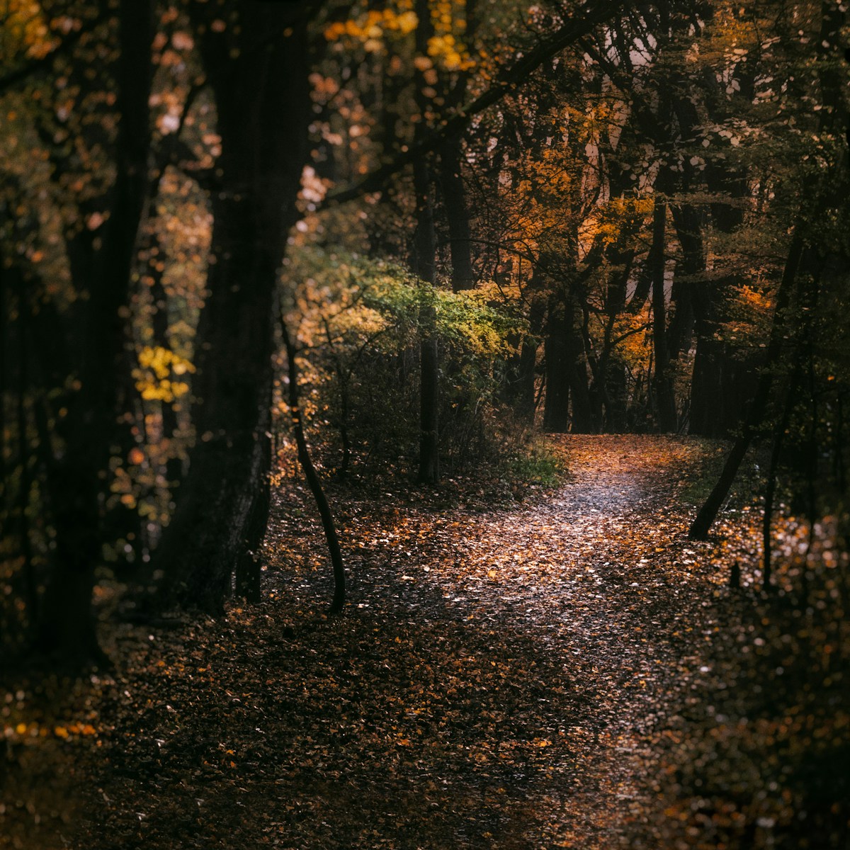 Wooded trail through old-growth forest